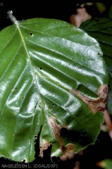 Feuille minée par la larve d'orcheste du hêtre.