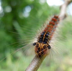 Chenilles de bombyx disparate (© M. Goudet)