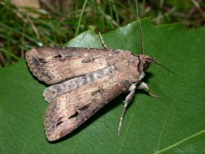 agrotis ipsilon1