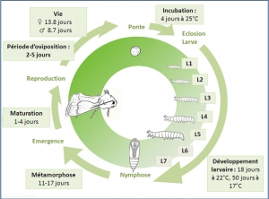 Cycle de développement d'<i>Helicoverpa armigera</i>. J. Poidatz (Koppert)