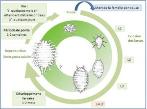 Cycle de développement de <i>Pseudococcus affinis</i>. J. Poidatz (Koppert)