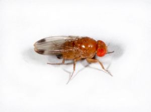 Mâle de <i>Drosophila suzukii</i> , CC Martin Hauser Phycus — Eigenes Werk 