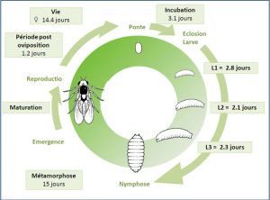 Cycle de développement de <i>Liriomyza trifolii</i>. J. Poidatz (Koppert)