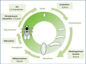 cycle_L_huidobrensis