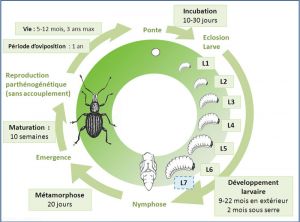 cycle-orthiorynque