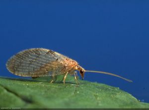 Adulte d'<i>Hemerobius sp.</i>