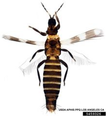 aeolothrips