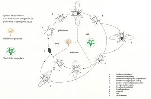 cycle d'un puceron avec changement d'hôtes.