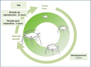 cycle-aphis-gossypii