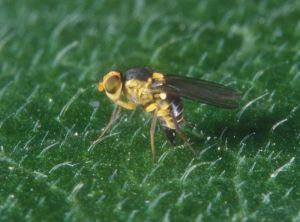liriomyza-trifolii-adulte