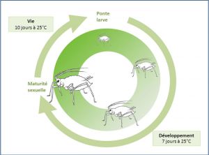 cycle_myzus-persicae-persicae