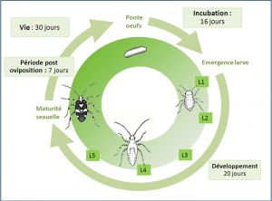 cycle_lygocoris_pabulinus