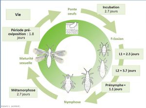 Cycle de développement de <i>Frankliniella occidentalis</i> à 25°C en culture de concombre. J. Poidatz (Koppert)