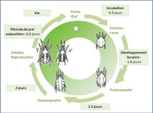 Cycle de développement de <i>Tetranychus urticae</i> à 25 °C, HR de 55 à 85%, en culture de rose. J. Poidatz (Koppert).