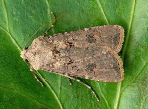 Adulte d'<i>Agrotis segetum</i>, photo de Frantisek Sarzik, Wikipedia.org.