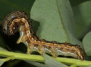 Larve d'<i>Helicoverpa armigera</i> , Photo Gyorgy Csoka, Hungary Forest Research Institute, Bugwood.org, Wikipedia.org