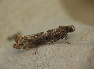 Adulte d'<i>Acrolepiopsis assectella</i>, photo de Donald Hobern from Copenhagen, Denmark, Wikimedia.org