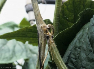 Sclerotinia