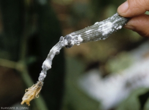 Jeune fruit de concombre entièrement pourri par <i>Sclerotinia sclerotiorum</i>. De gros sclérotes noirs arrondis se forment localement à partir du dense mycélium blanc.