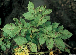 Alternaria1