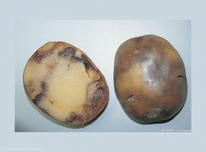 Pourriture superficielle de couleur rouille à brune qui pénètre dans la chair du tubercule. <i> <b> Phytophthora infestans </i> </b> (mildiou de la pomme de terre)