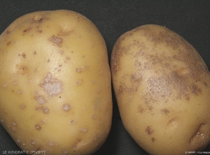 Comparaison de tâches sur tubercule de pomme de terre : gale argentée, <i><b>Helminthosporium solani</i></b>) à gauche et dartrose (<i><b> Colletotrichum coccodes</i></b>) à droite.