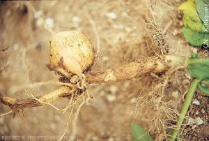 Nécroses brunes sur base de tige et stolon de pomme de terre. <i><b>Rhizoctonia solani</i></b> (rhizoctone brun)