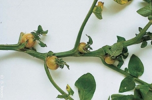 Tubercules aériens formés à l'aisselle de feuilles d'une plante de pomme de terre atteinte de rhizoctone brun (<i><b>Rhizoctonia solani</i></b>)