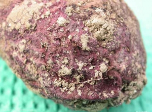 Rhizoctonia crocorum1