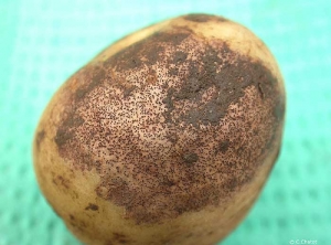 Petits sclérotes noirs de rhizoctone violet (<i><b>Rhizoctonia crocorum</i></b>) sur tubercule de pomme de terre