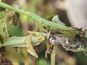 Sclerotinia2