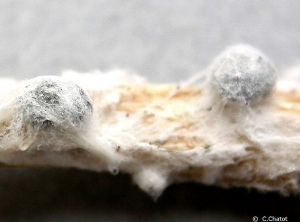 Sclerotinia6