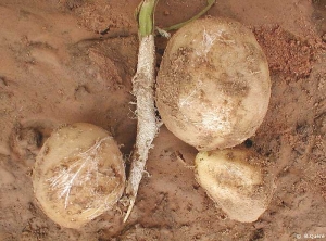 Mycelium de <i><b>Sclerotium rolfsii</i></b> (pourriture du collet) colonisant tige et tubercules de pomme de terre. 