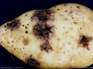 Symptômes en étoile sur tubercule de pomme de terre. <i><b>Streptomyces</i> spp.</b> (Gale en pustule)