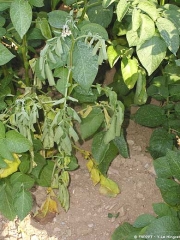 Flétrissement partiel  d'une plante de pomme de terre, associé à un symptôme de jambe noire. <i><b>Pectobacterium</i> spp. ou <i>Dickeya</i> spp. </b>