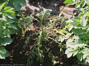 Flétrissement complet d'une plante de pomme de terre provoqué par <i><b>Ralstonia solanacearum</i></b> (pourriture brune)