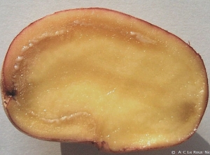 Pourriture de l'anneau vasculaire, avec présence d'un mucus blanchâtre sur tubercule de pomme de terre. <i><b>Ralstonia solanacearum</i></b> (pourriture brune)