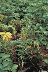 Flétrissement et chlorose des feuilles sur plante de pomme de terre. <i><b>Clavibacter michiganensis</i></b> subsp. <i><b>sepedonicus</i></b> (pourriture annulaire)