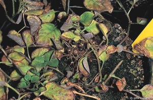 Feuillage enroulé et violacé avec tubercules aériens sur plante de pomme de terre, causés le stolbur (<i><b>Stolbur Phytoplasma</i></b>)
