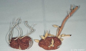 Germes fileurs sur sur tubercule de pomme de terre atteint du phytoplasme du stolbur (<i><b>Stolbur Phytoplasma</i></b>) (à gauche), germes sur tubercules sains (à droite)    