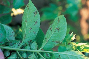 Taches en forme de feuilles de chêne associées à une infection primaire de <i><b>Potato Virus Y<sup>NTN</sup></i></b> (PVY<sup>NTN</sup>, virus Y<sup>NTN</sup> de la pomme de terre) sur feuilles de pomme de terre