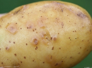 Boursouflures brunes en forme d'arcs ou anneaux provoquées par <i><b>Potato Virus Y<sup>NTN</sup></i></b> (PVY<sup>NTN</sup>, virus Y<sup>NTN</sup> de la pomme de terre) sur tubercule de pomme de terre