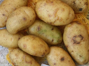 Symptômes caractéristiques d'infection primaire de <i><b>Potato Virus Y<sup>NTN</sup></i></b> (PVY<sup>NTN</sup>, virus Y<sup>NTN</sup> de la pomme de terre) sur tubercules de pomme de terre, avec boursouflures brunes en forme d'arcs ou anneaux, certaines ont évoluées et sont devenues nécrotiques. 