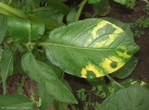 Taches jaune vif en forme d'arc ou d'anneau sur les feuilles du bas de certaines variétés de pomme de terre infectées par le <i><b>Potato Mop Top Virus</i></b> (PMTV, virus du mop-top)