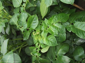Chevrons vert-clair sur les feuilles du sommet d'une plante de pomme de terre infectée par le <i><b>Potato Mop Top Virus</i></b> (PMTV, virus du mop-top)