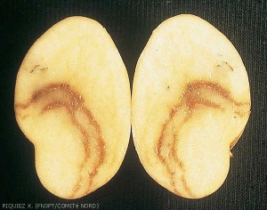 Lignes nécrotiques internes continues dans un tubercule de pomme de terre atteint de <i><b>Potato Mop Top Virus</i></b> (PMTV, virus du mop-top)
