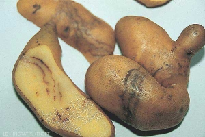 Symptômes externes et internes sur tubercules de pomme de terre atteints de <i><b>Potato Mop Top Virus</i></b> (PMTV, virus du mop-top) : nécroses brunes en forme de lignes