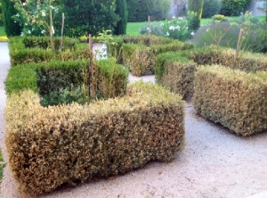 Un jardin à la française situé quartier de la colline à Orange (Vaucluse) avec de forts dégâts de pyrale sur les buis (<i><b>Cydalima perspectalis</i></b>). (photo : Jean-Claude Martin)
