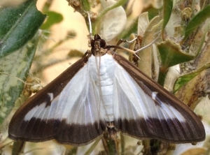 Forme bicolore des papillons de pyrale du buis.