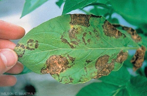 Anneaux et tâches nécrotiques sur feuille de pomme de terre dues à une infection primaire de <i><b>Tomato Spotted Wilt Virus</i></b> (TSWV, virus des taches bronzées de la tomate)